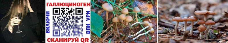 Купить где  Сальск  Псилоцибиновые грибы GOLDEN TEACHER 